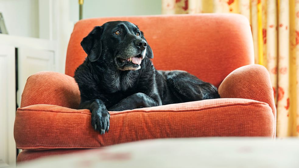 Dog armchair